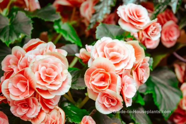 begonia care, reiger begonia, tuberous begonias