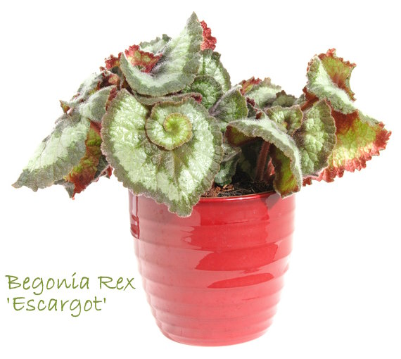 rex begonia, begonia rex, begonia house plants, fancy-leafed begonia