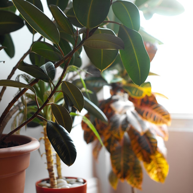 Rubber Plant and Other Indoor Trees Indoor Trees