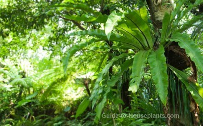 bird nest fern