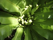 bird nest fern, bird nest fern care