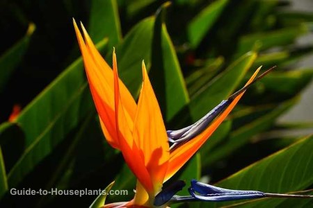 bird of paradise plant care download bird of paradise plant care download