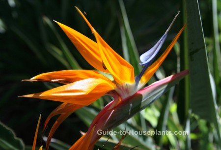 Bird of Paradise types of tropical flowers, hawaiian flowers, bird of paradise