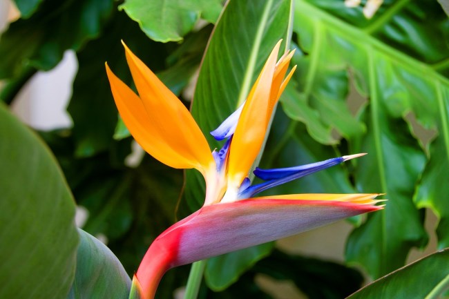 bird of paradise, strelitzia reginae