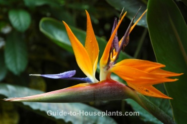 bird of paradise plant care download free bird of paradise plant care download free