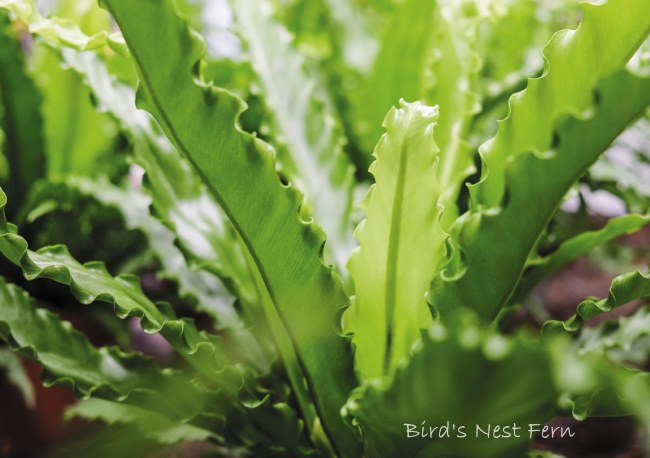 birds nest fern, fern houseplant