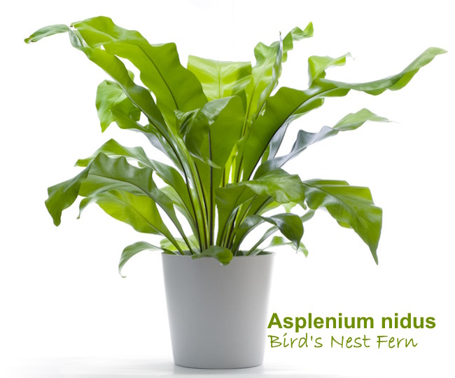 bird nest fern, asplenium nidus, house plants ferns
