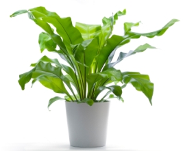 bird nest fern, asplenium nidus, house plants ferns