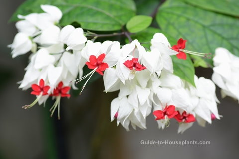 ~BLEEDING HEART~ Rooted Starter Plant~ Clerodendrum thomsonia~White & Red Blooms 