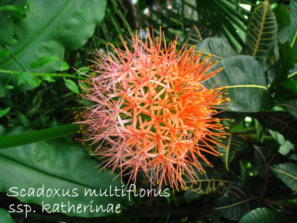 blood lily, scadoxus multiflorus