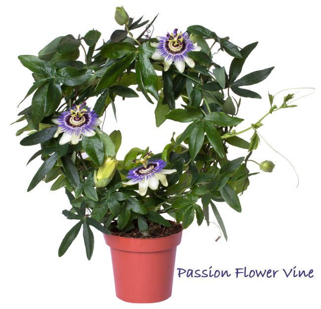 10-20cm Incl. Pot Passiflora Duuk Passion Flower Semi-Evergreen Climbing Garden Perennial Plant