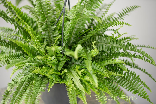 Boston Fern in a Hanging Basket Boston Fern, Common Houseplant