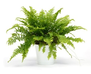 boston ferns, common house plants, caring for boston ferns, nephrolepsis exaltata