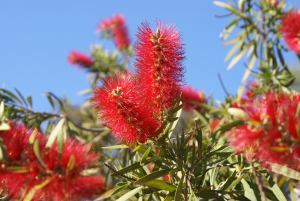 bottle brush plant, crimson bottlebrush