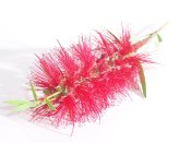 Bottle Brush Flower bottle brush flower, crimson bottle brush