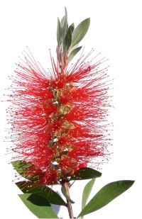 The Plant Hub - SLIM™ as the name suggests is a narrow growing native 'Bottle  Brush' shrub ideal for planting in small confined gardens or for those  wanting a great screening plant