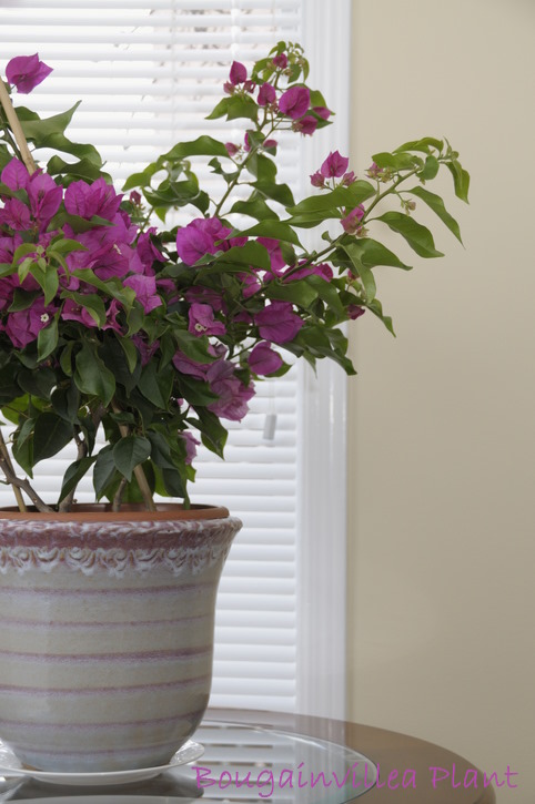 bougainvillea plant, bougainvillea care indoors, bougainvillea houseplant