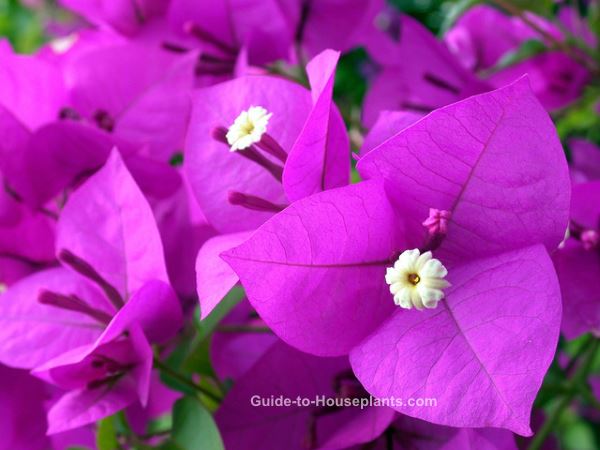 Bougainvillea Plant Care - Develop Bougainvillea glabra in a Container ...