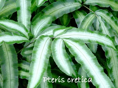 brake fern, pteris cretica