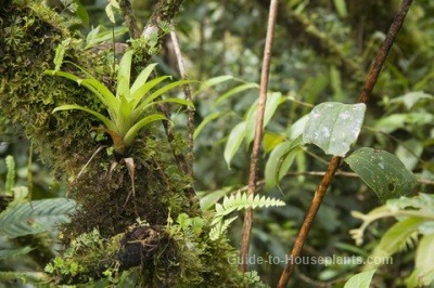 names of the tropical rainforest plants