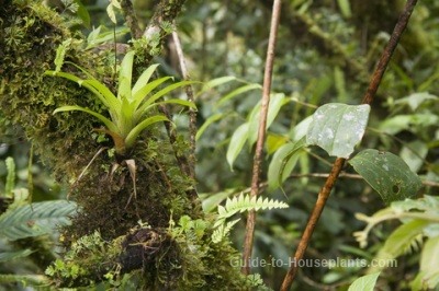 Tropical Rainforest Plants Amazon Rainforest Plants Tropical Rainforest Plants Amazon Rainforest Plants