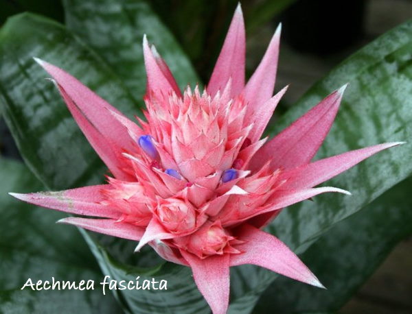 Bromeliad Plant Care Growing Bromeliad Houseplants Care and Pictures