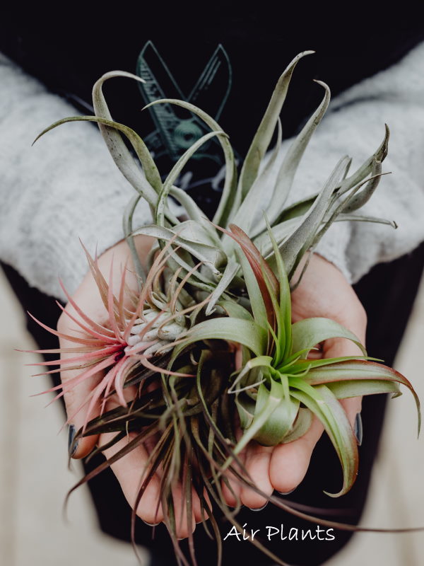 Air Plants bromeliad plants, airplants, tillandsia