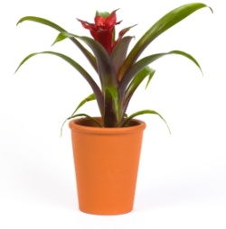 Guzmania 'Scarlet Star' scarlet star, guzmania lingulata, bromeliad care, tropical houseplant