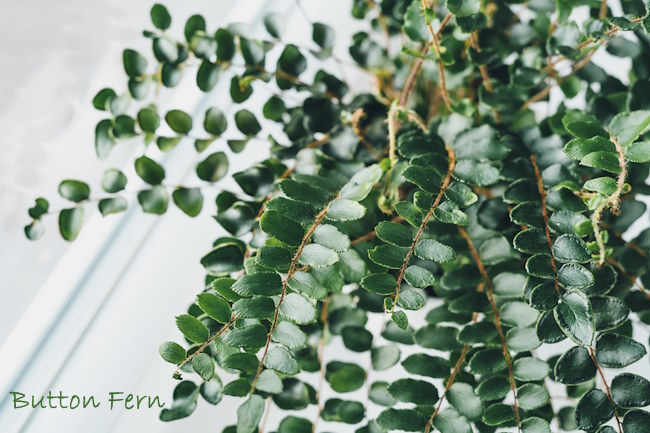 Button Fern