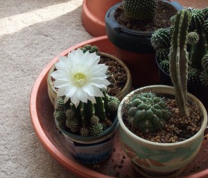Make a Cactus Dish Garden cactus dish garden, succulent gardens