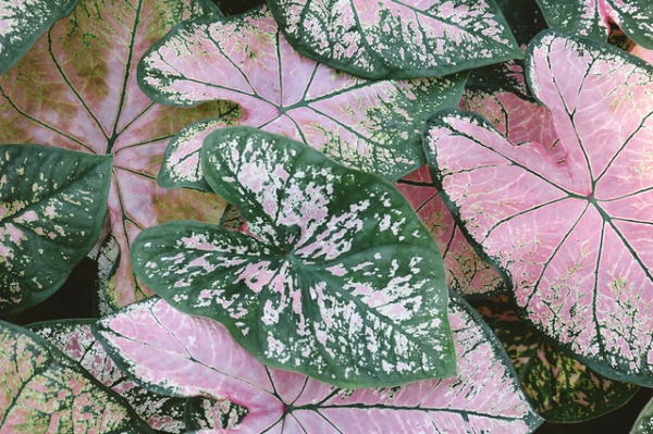 растение каладиум, листья каладиума, каладиум фантазийный