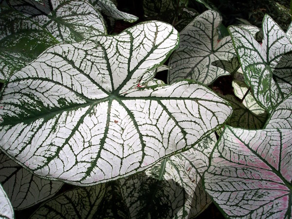 Caladium 'White Christmas' caladium, how to grow caladiums, fancy-leaf caladium, caladium bulbs