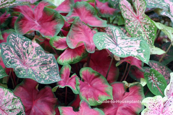 How To Grow Caladium Plant Indoors