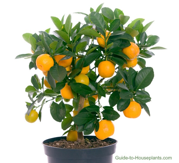 каламондин, каламондин апельсин, каламондин апельсиновое дерево