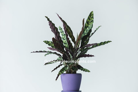 calathea lancifolia, klapperslange plante