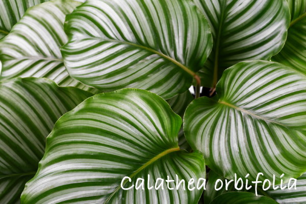 calathea orbifolia