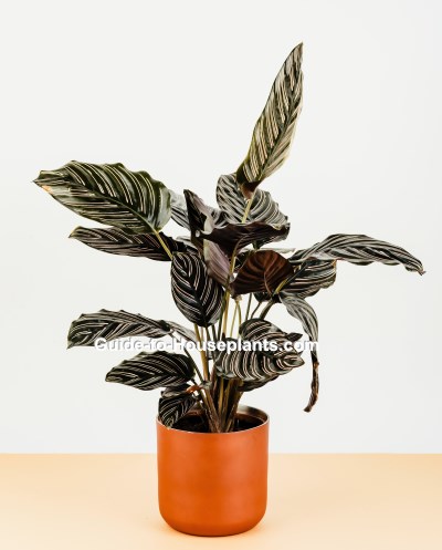 calathea, calathea ornata, calathea plant, prayer plant