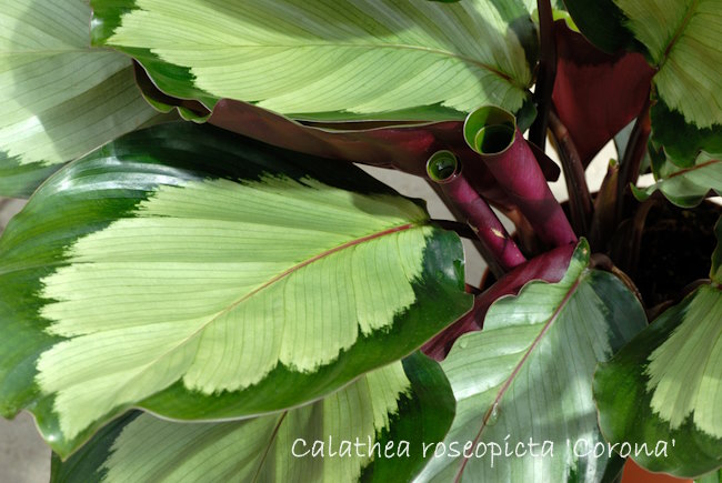 Calathea Roseopicta 'Corona' Prayer Plant Calathea Roseopicta Corona