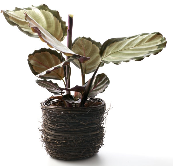 Calathea Roseopicta 'Corona' Houseplant Calathea Corona Prayer Plant