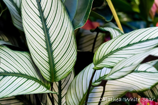 Calathea 'White Star' Houseplant Calathea 'White Star', calathea majestica white star
