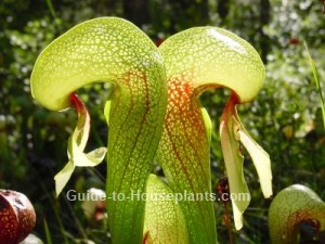 california pitcher plant, pitcher plant care, cobra lily, darlingtonia californica
