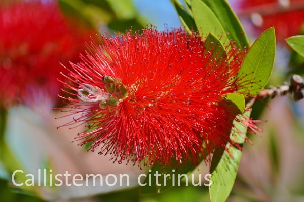 bottle brush plant, bottlebrush plant, callistemon citrinus