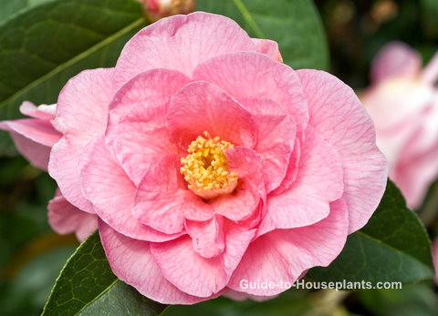 How to Grow Japanese Camellia Plant Indoors - Camellia Japonica