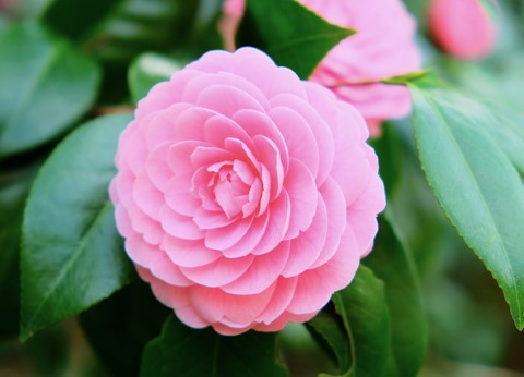 How to Grow Japanese Camellia Plant Indoors - Camellia Japonica