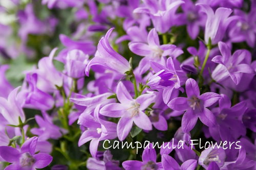 Blue Campanula Flowers campanula flowers