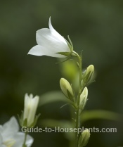 White Campanula Flower campanula flowers, bellflowers