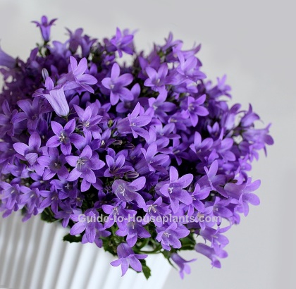 Campanula Flowers Big Pot