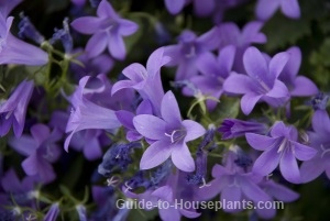 campanula flowers, campanula flower, bellflowers