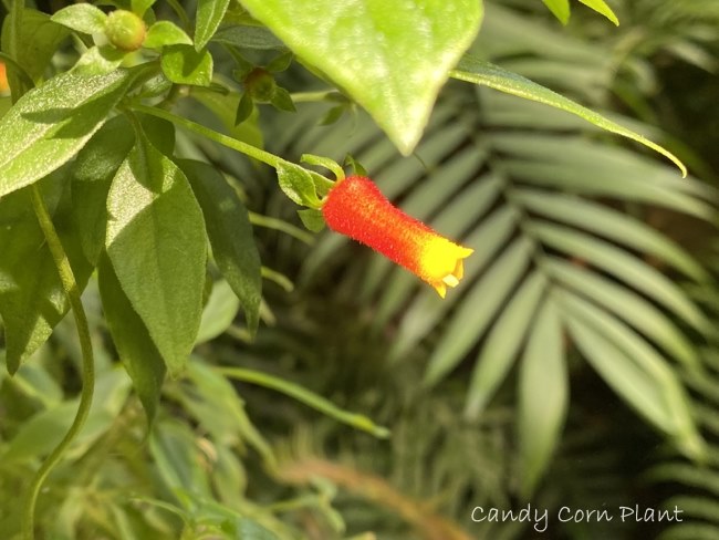 candy corn plant, candy corn vine, Manettia inflata