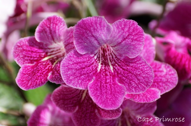 Cape Primrose House Plant How to Grow Streptocarpus x hybridus